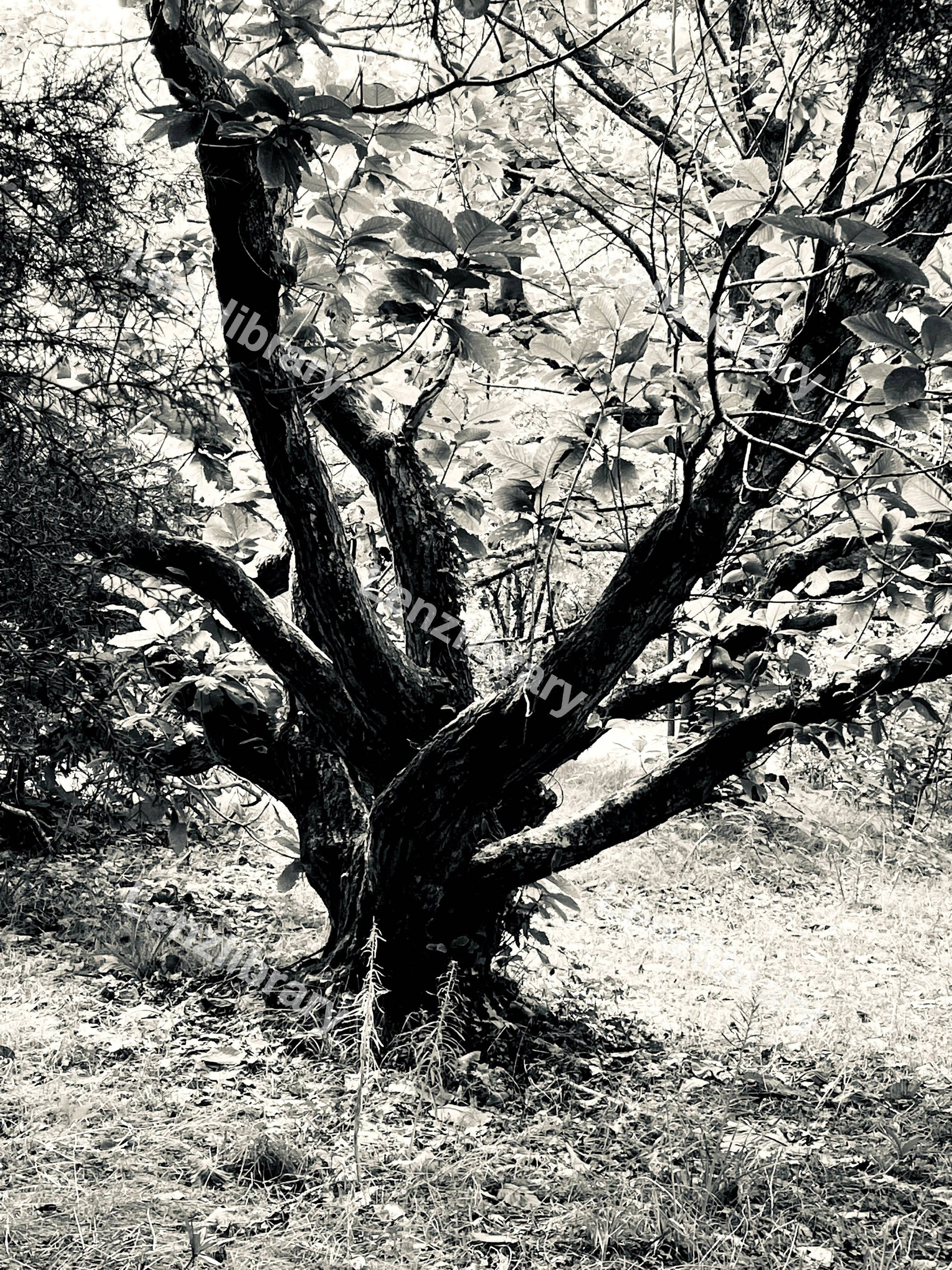 Black And White Photo Of A Tree